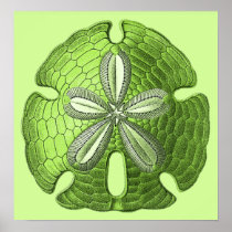 Green Sand Dollar Poster Print