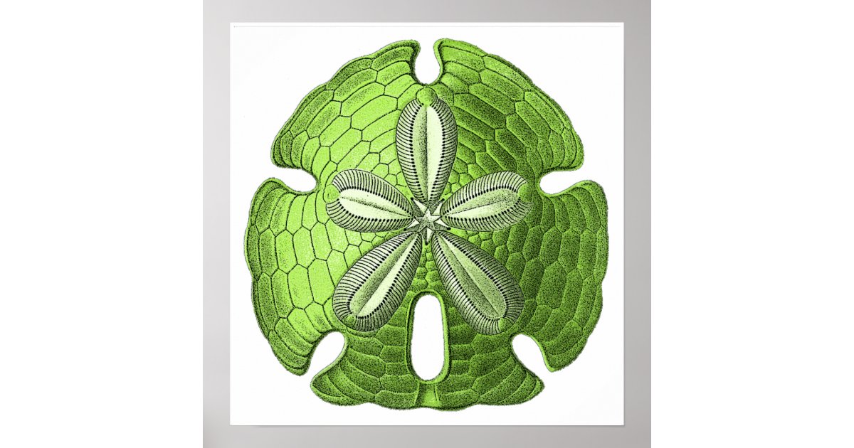 Green Sand Dollar Poster Print Zazzle