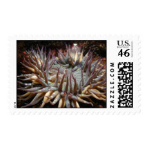 Green Sea Anemone Postage Stamp