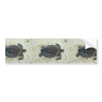Green sea turtle bumper stickers