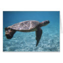 Green Sea Turtle Card by dlgray Green Sea Turtle Card