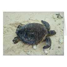 Green sea turtle cards