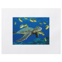 Green Sea Turtle flyers by chubmanjoe Green Sea Turtle flyers