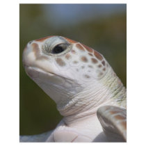 Green Sea Turtle Full Color Flyer