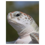Green Sea Turtle Full Color Flyer