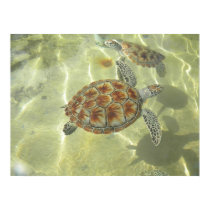 Green Sea Turtle Glide Poster