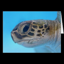 Green Sea Turtle note card cards