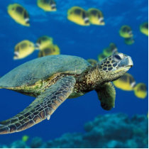 Green Sea Turtle photo sculptures