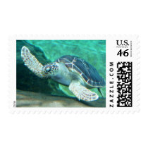 Green Sea Turtle Postage Stamps