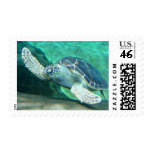 Green Sea Turtle Postage Stamps