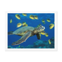 Green Sea Turtle postcards by Silverwing32 Green Sea Turtle postcards