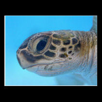 Green Sea Turtle postcard postcards