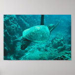 Green Sea Turtle Posters