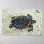 Green sea turtle posters