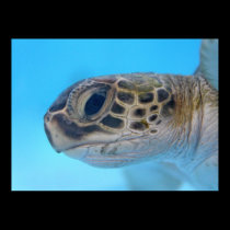 Green Sea Turtle print posters