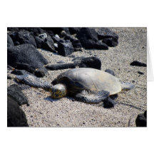 Green Sea Turtle Sunning Itself, Hawaii, Card
