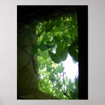 Green Shade Poster