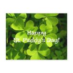 Green Shamrocks, St. Paddy's Day Postcard