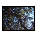 Green Sky posters