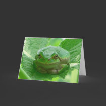 Green smiling Frog - close up cards