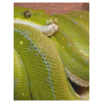 green snake flyers