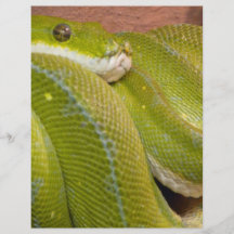 green snake full color flyer