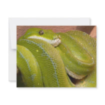 green snake invitations