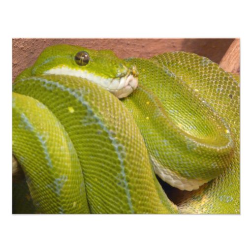 green snake personalized invites