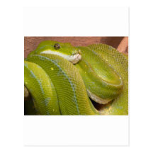green snake post cards