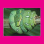 Green Snake Post Cards Green Snake Post Cards