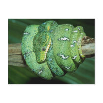 Green Snake postcards