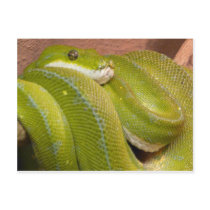 green snake postcards