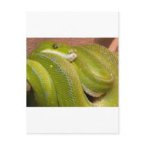 green snake postcards