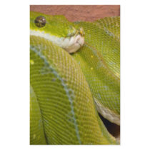 green snake stationery by pinkypetals green snake stationery