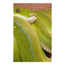 green snake stationery design