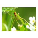 Green Spider Micrommata Virescens Poster