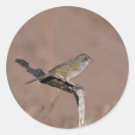Green-tailed towhee stickers