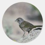 Green-tailed towhee stickers
