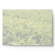 Green Tea Envelopes