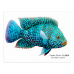 Green Texas Cichlid Postcard
