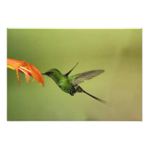 Green Thorntail Hummingbird, Cordillera Photograph