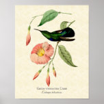 Green Throated Carib Hummingbird Art Print