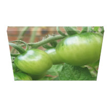 Green Tomatoes Canvas Print