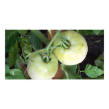 Green Tomatoes Photo Card