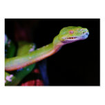 Green Tree Boa Stretching Business Card Template