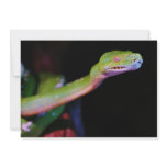 Green Tree Boa Stretching Announcement