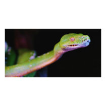 Green Tree Boa Stretching Picture Card