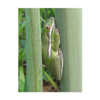 Green Tree Frog (Hyla cinera) postcard
