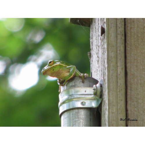Green Tree Frog in Pipe print
