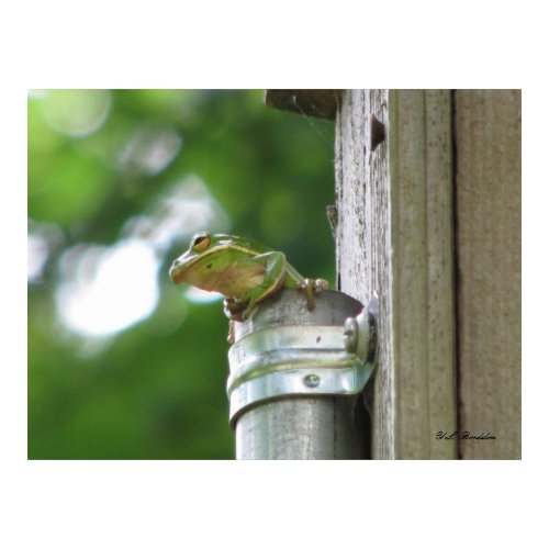 Green Tree Frog in Pipe print